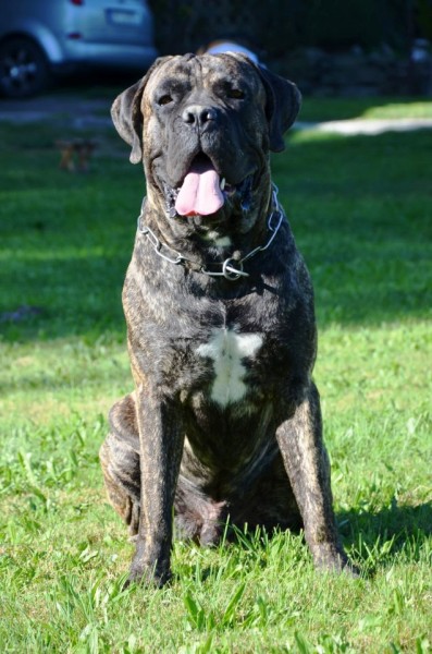 CANE CORSO - PETTO LARGO KENNEL | CH FABIO Petto Largo